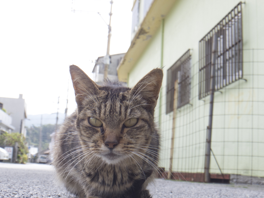 きしもと食堂の猫