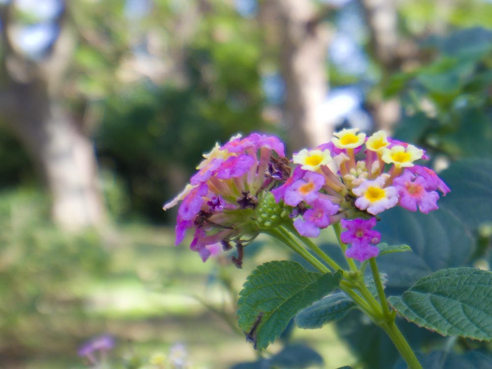 識名園に咲くお花