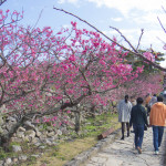 今帰仁グスク桜まつり