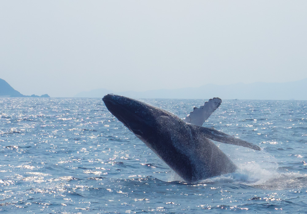 ホエールウォッチングに成功