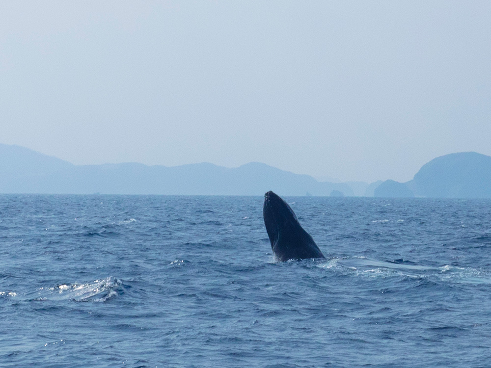 クジラが顔を出す