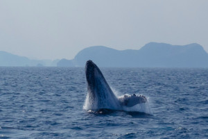 ザトウクジラが跳ねる