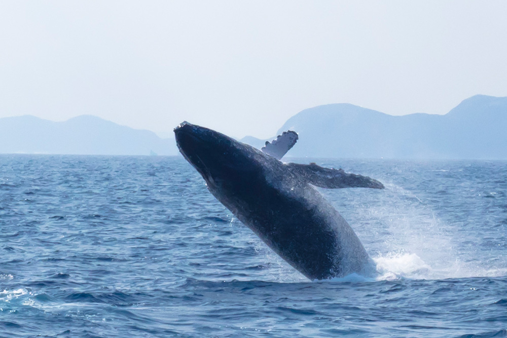 クジラのブリーチング