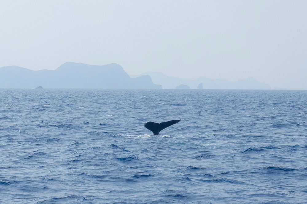 クジラの尾びれ