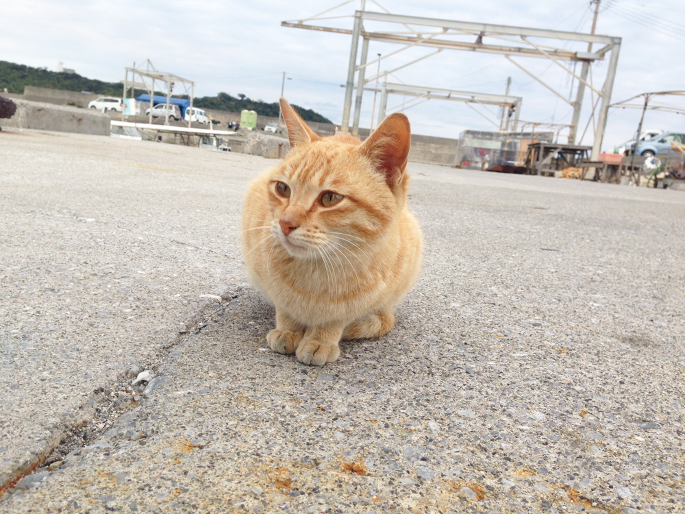 奥武島の猫