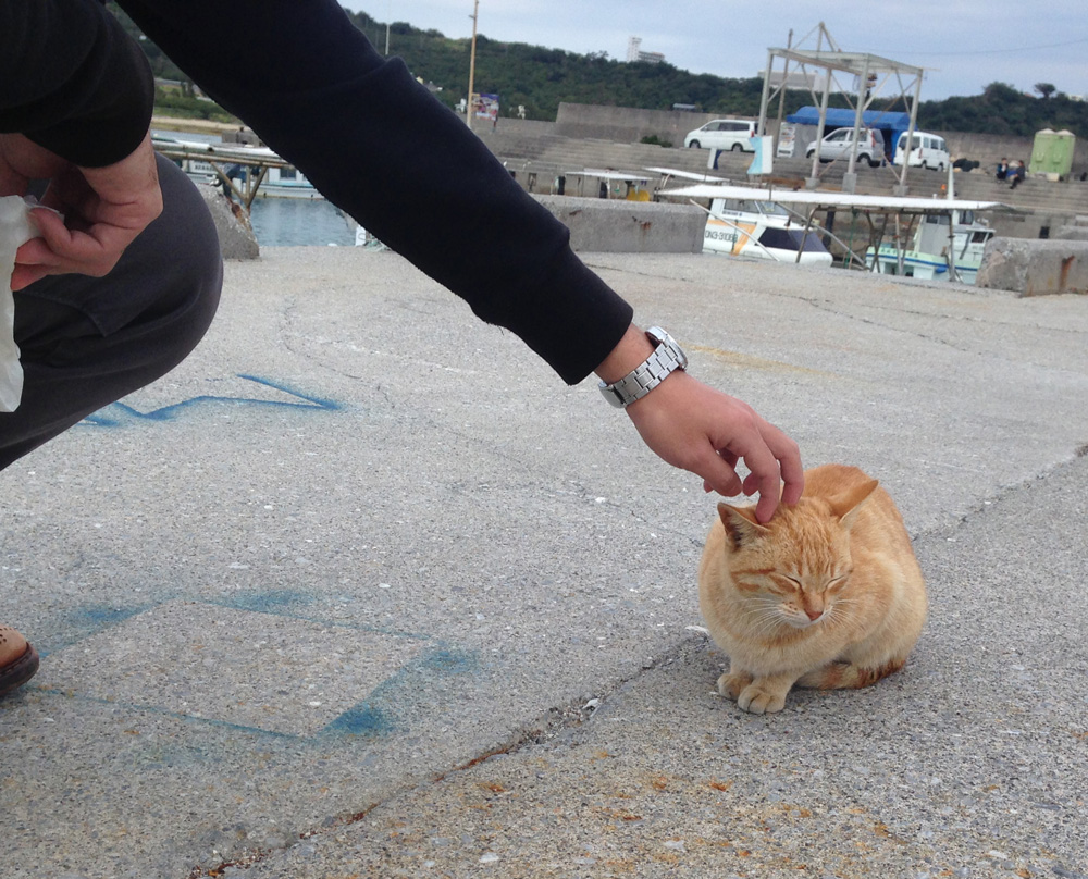 奥武島の猫が人懐っこい