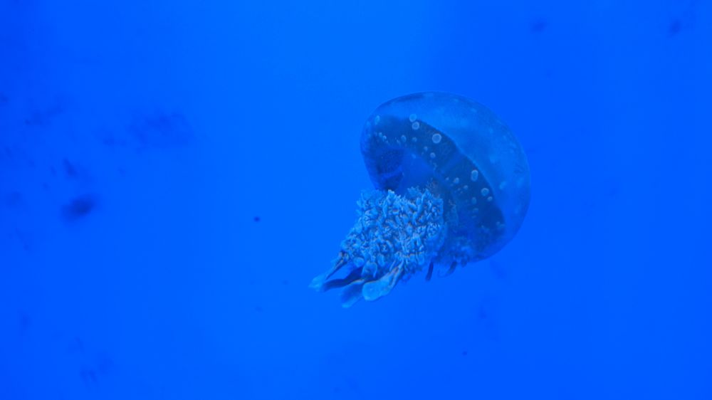 クラゲも水族館にはいる