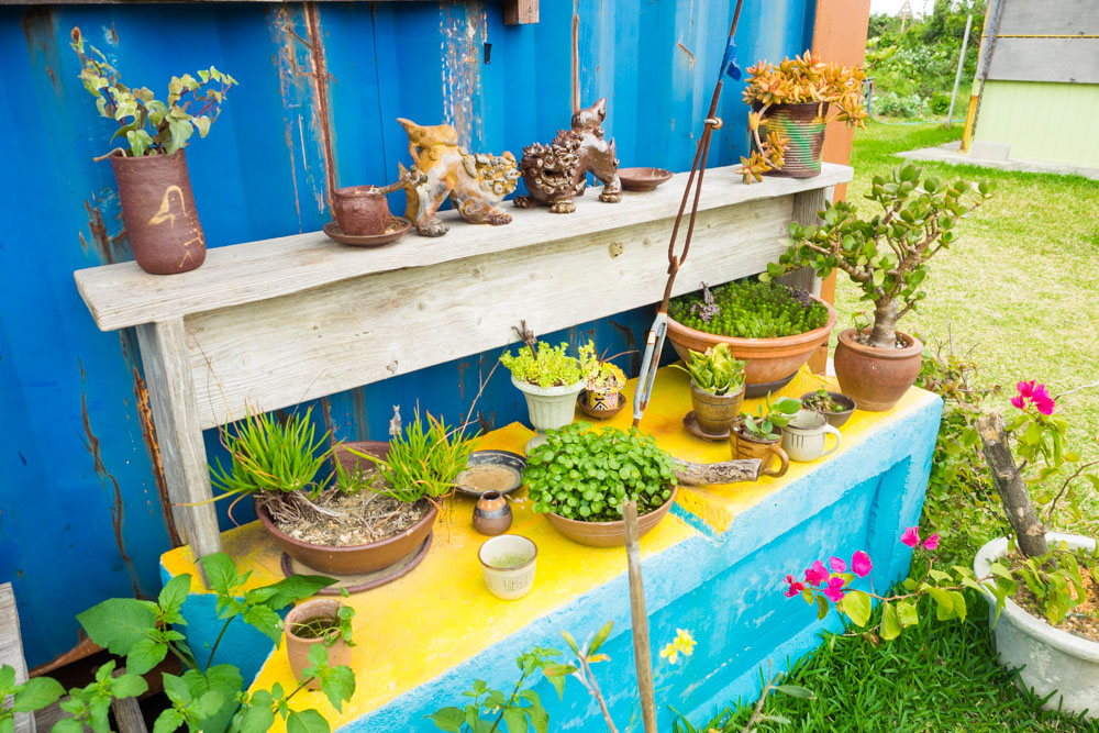 植物が合う