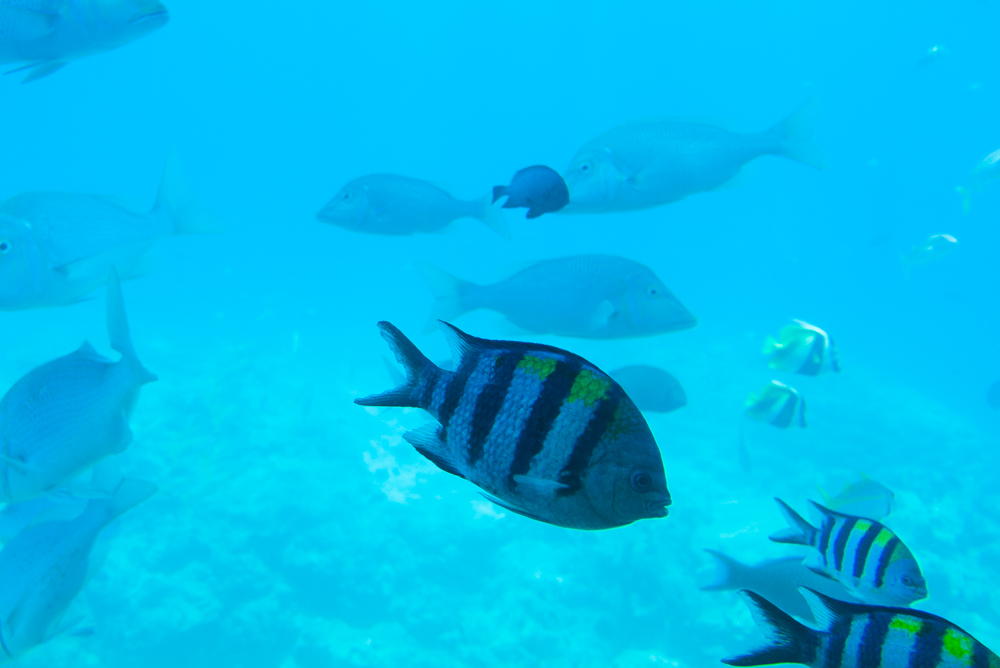 橋の上から見てた魚たちです