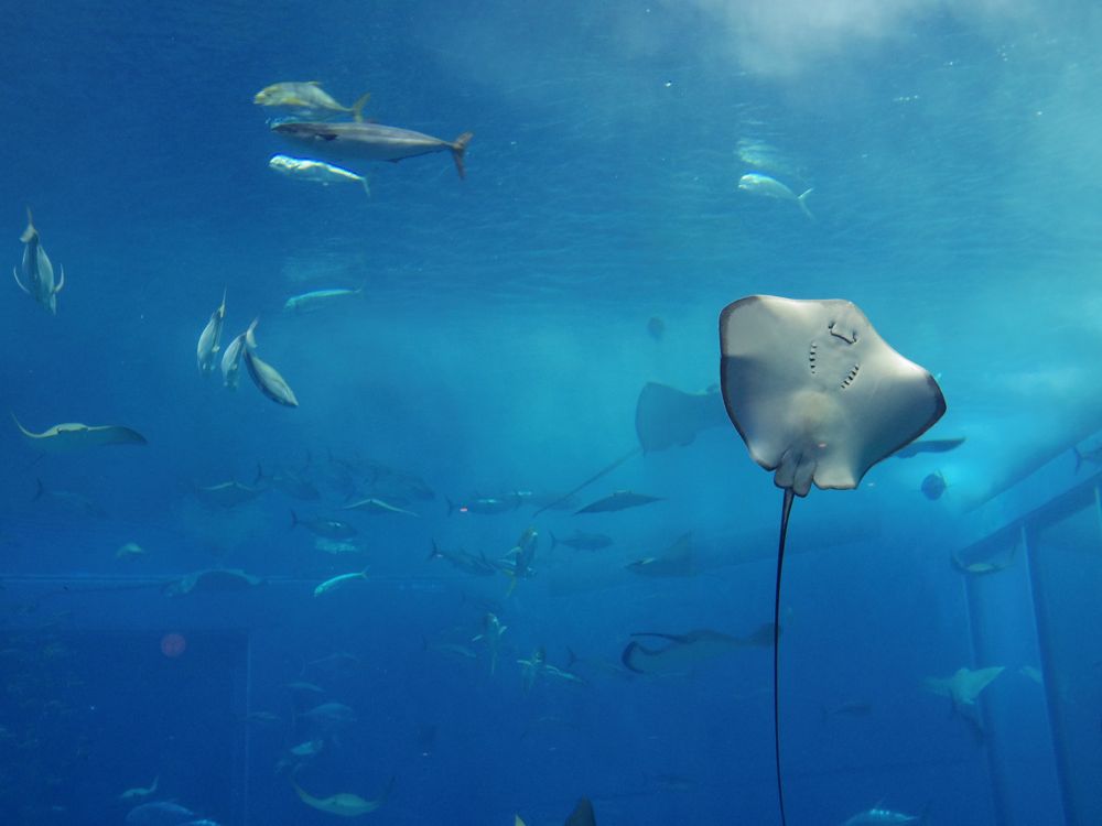 美ら海水族館の観光スポット