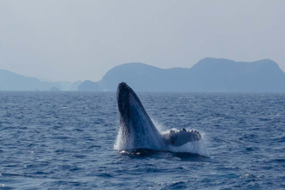 クジラが跳ねる