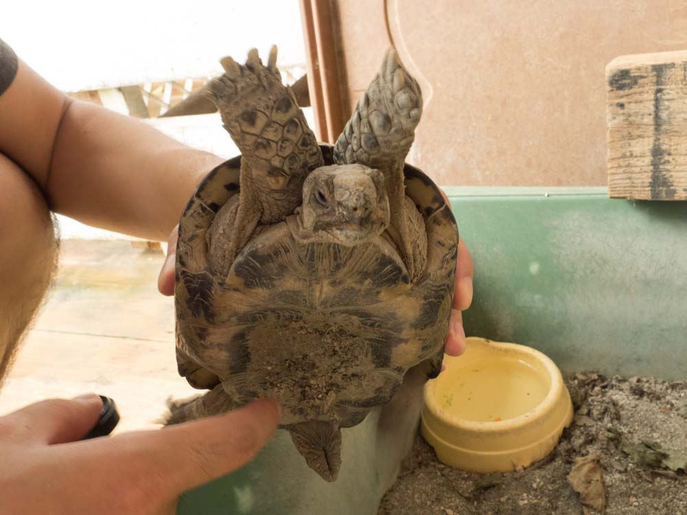 手をあげるゾウガメの子供