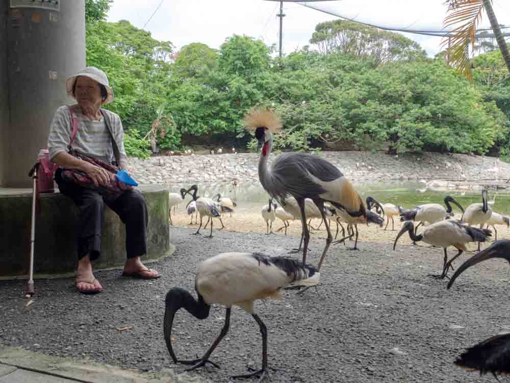 おばあちゃんと巨鳥