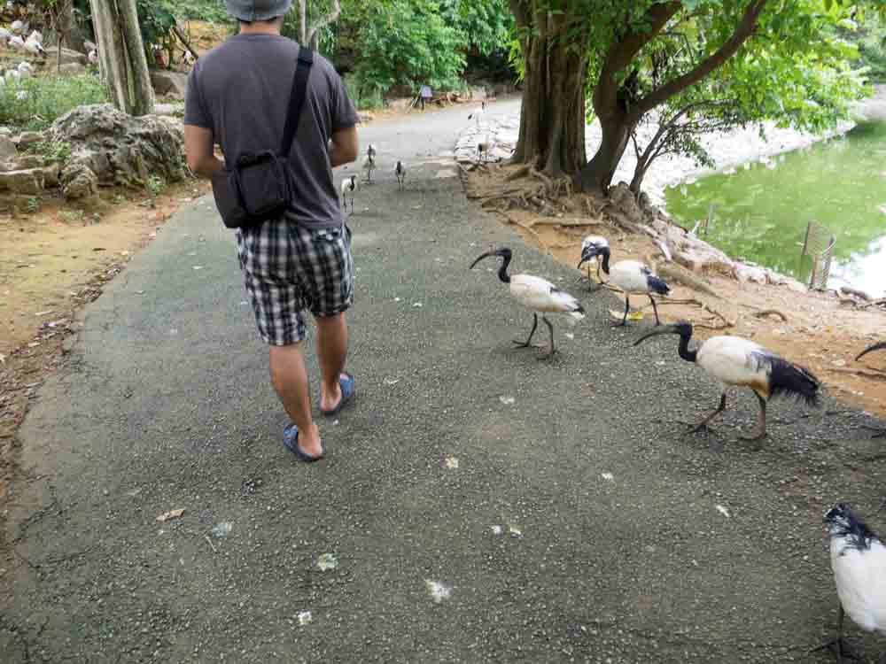 餌くれよーと鳥が近づいてくる