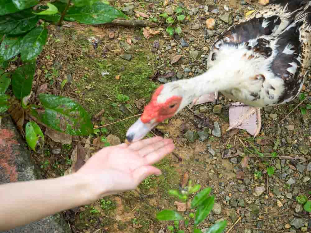 鳥に餌をやる