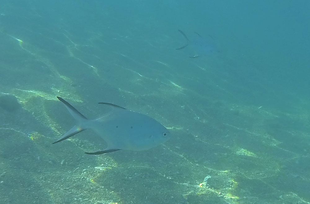 魚も浅瀬にいる