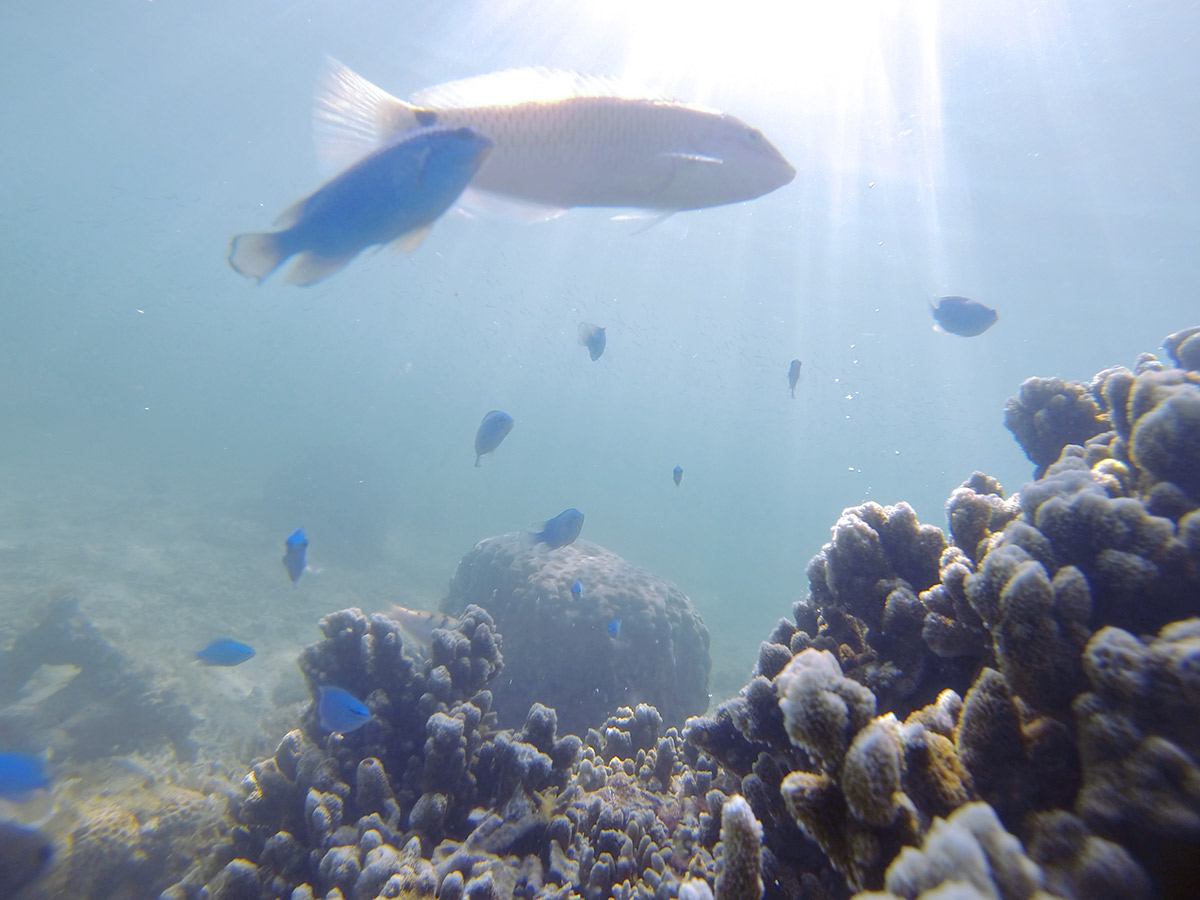 人に慣れた魚たち