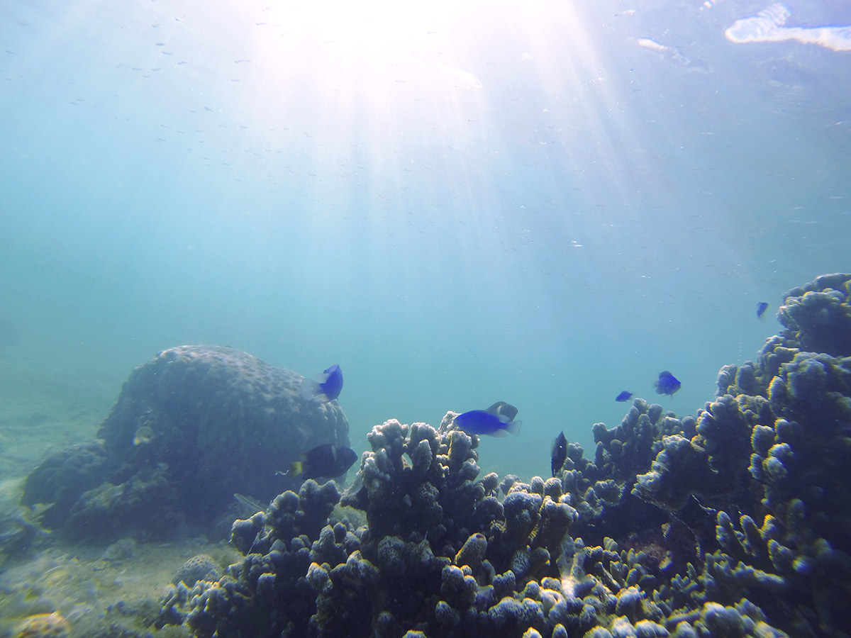 魚も自由に泳ぐ