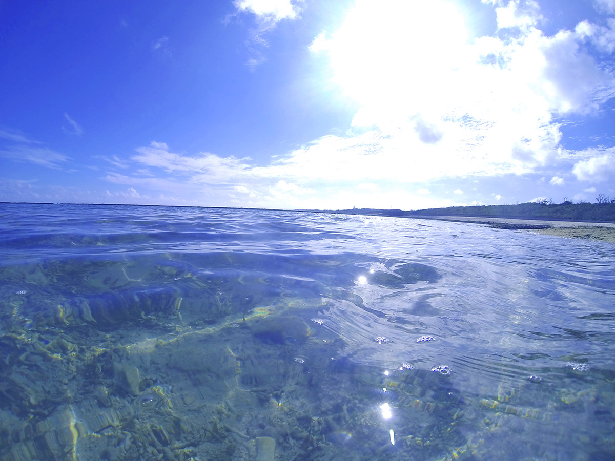 たまに海から顔を出す