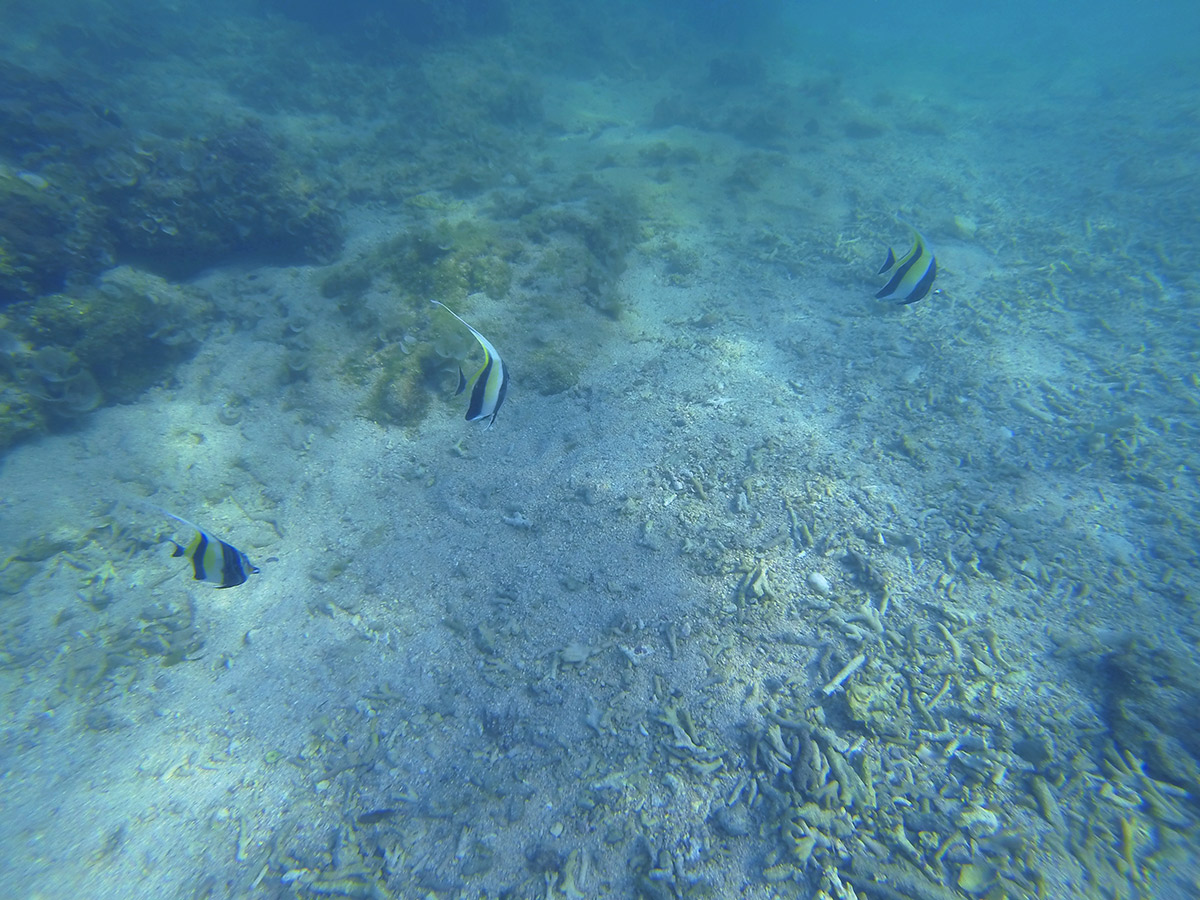 チョウチョウウオらしき魚