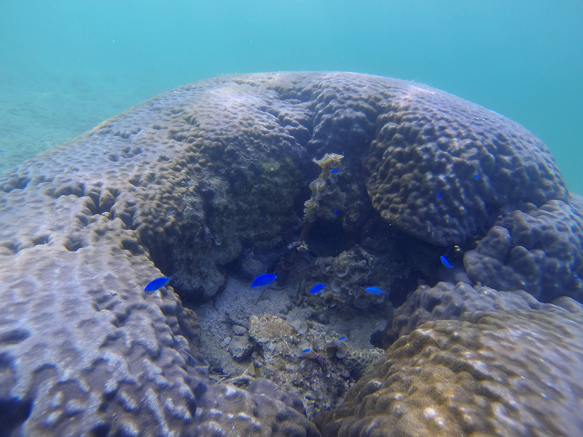 青い魚は写真うつりがイイ