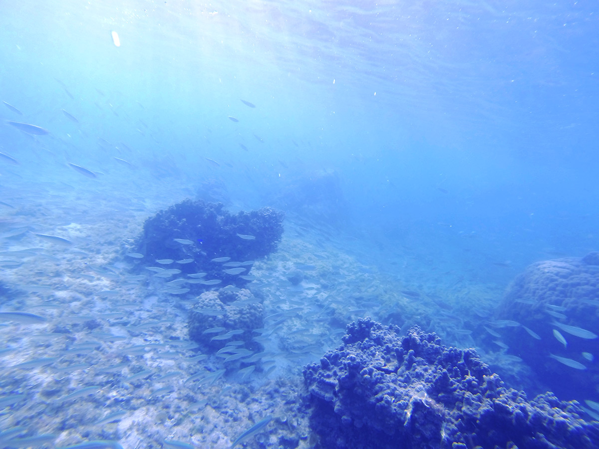 シュノーケルにはもってこいの魚