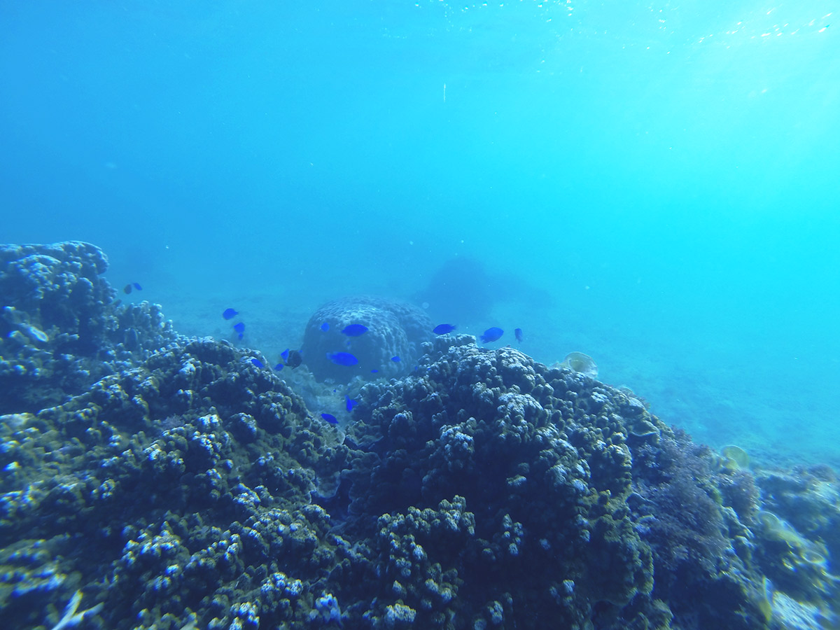 魚がとにかく多い