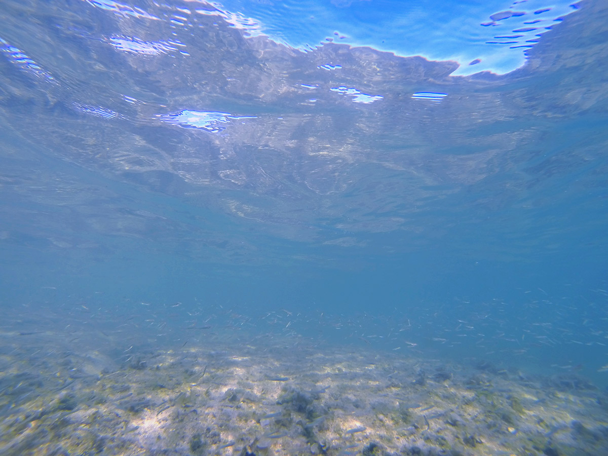 水面が見えるところで魚が