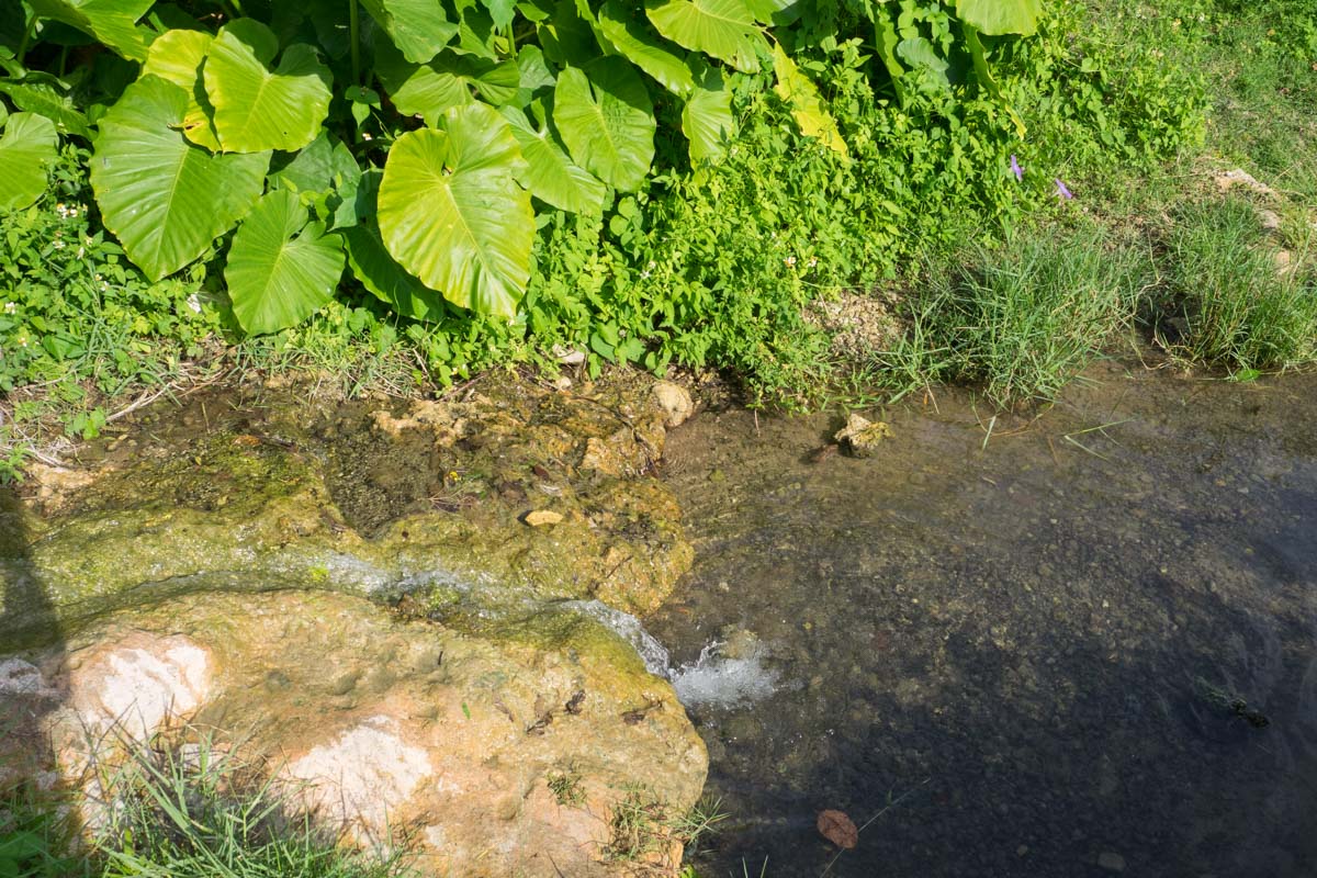 キレイな水で植物も生えている