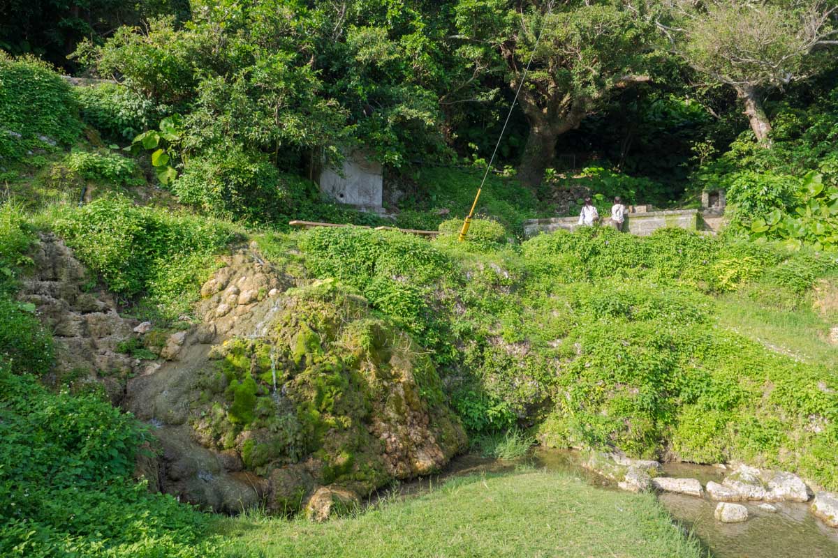 植物もよくある