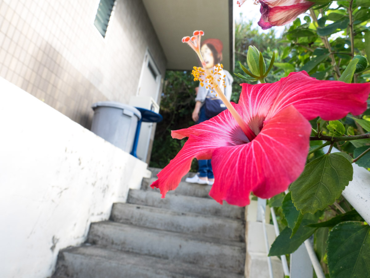 綺麗なお花