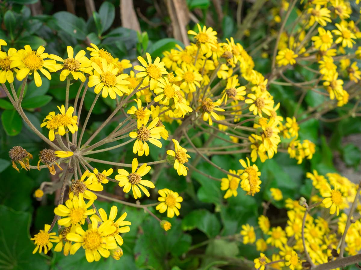 途中にキレイな花