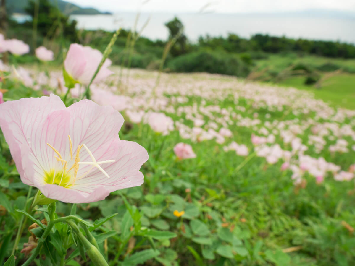 御神崎のお花