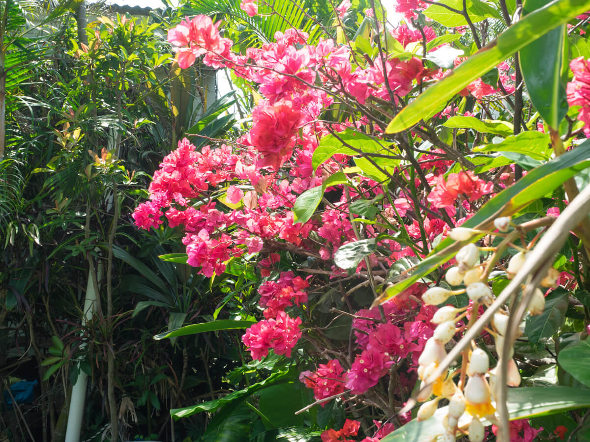 綺麗な花