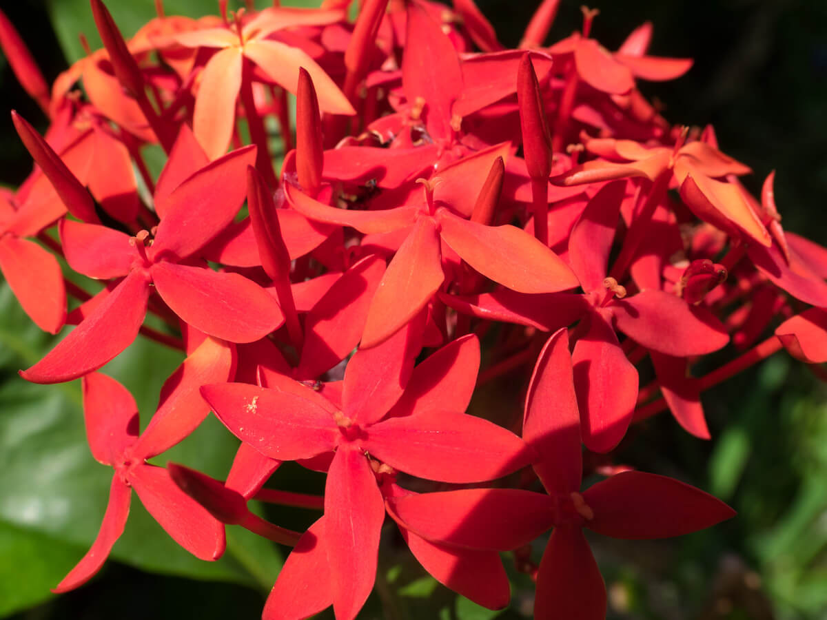 お花が綺麗