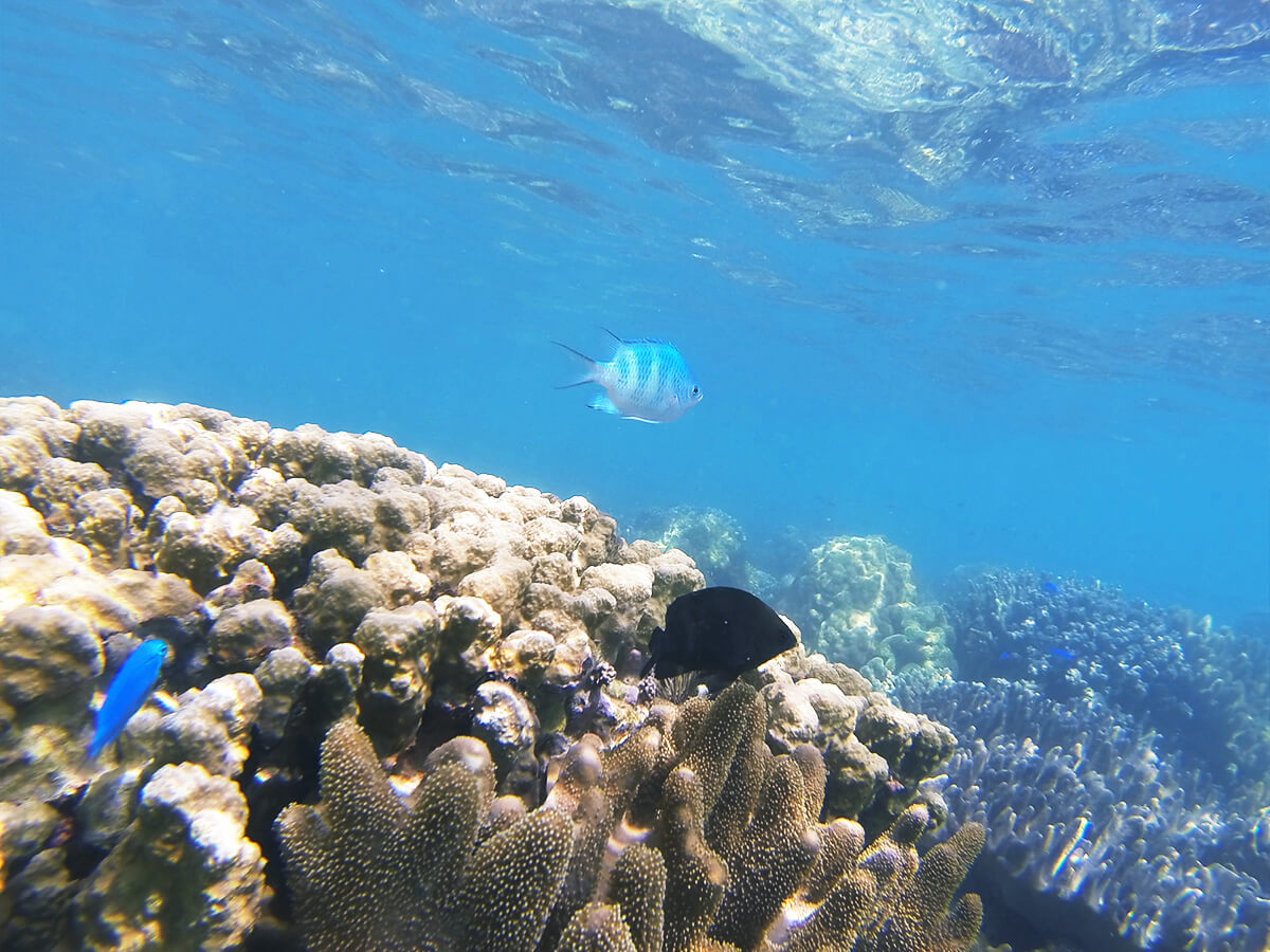 ゴリラチョップの水中写真