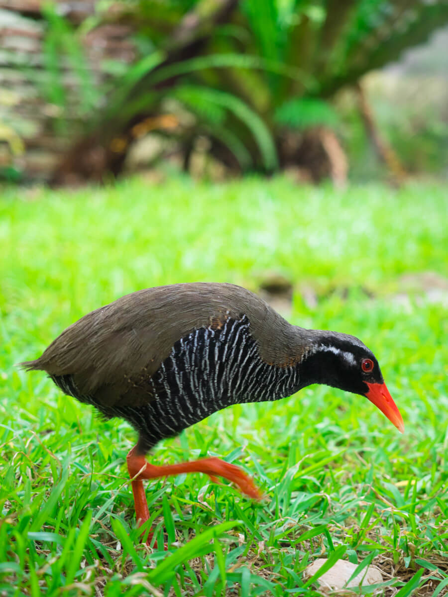 歩くヤンバルクイナ