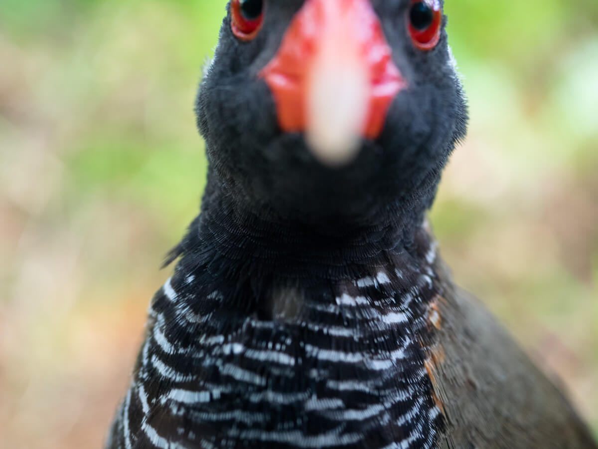 ヤンバルクイナのアップ