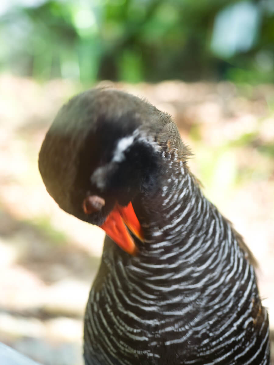 羽繕いするヤンバルクイナ