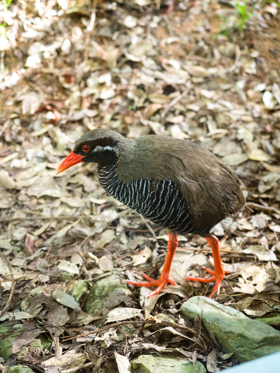 散歩するヤンバルクイナ