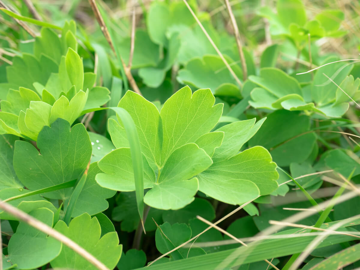 長命草