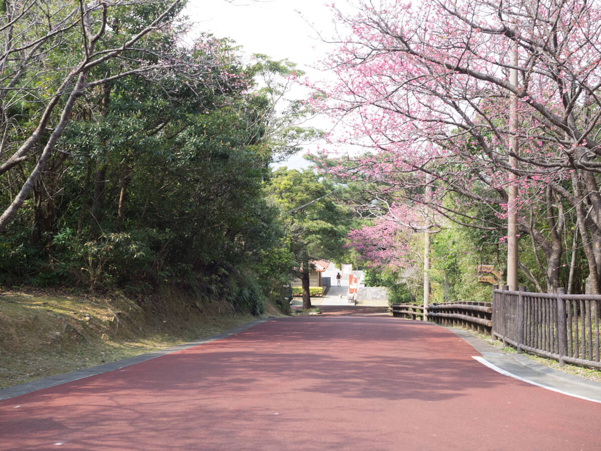 名護城公園の桜