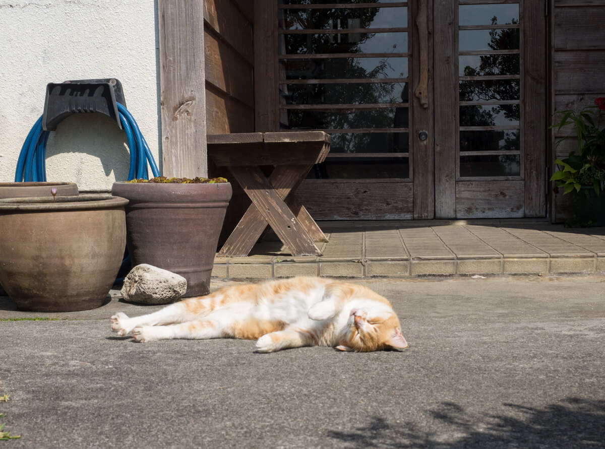 猫がお昼寝でお出迎え