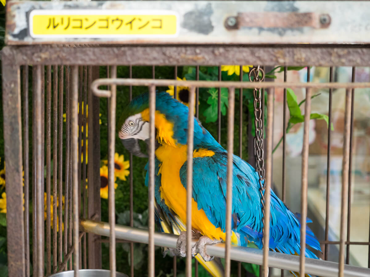 ルリコンゴウインコ