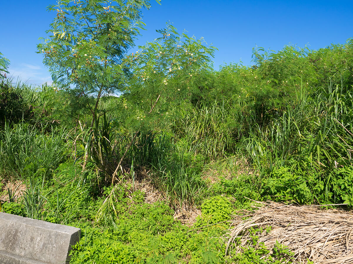 再び生い茂る沖縄の雑草