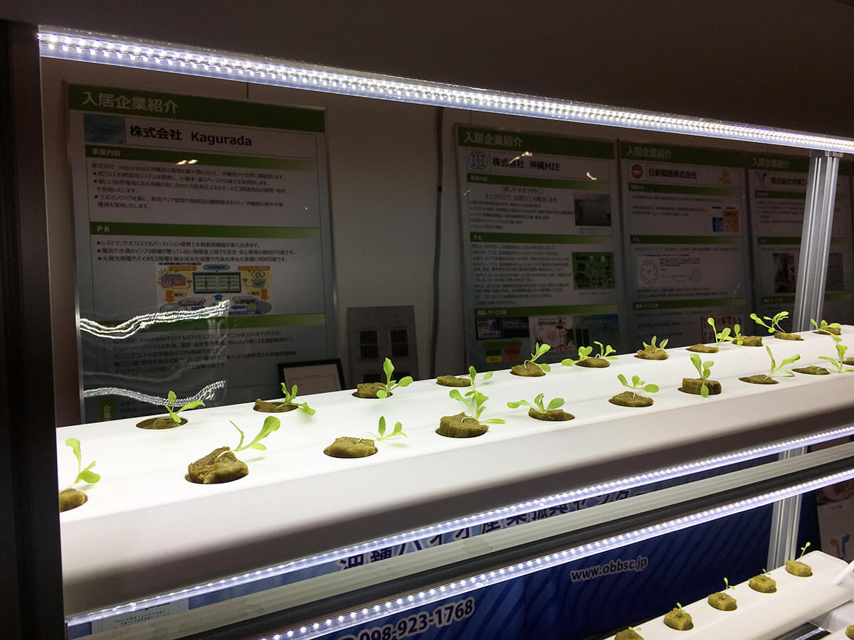 LEDで野菜を育てる