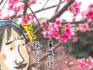 沖縄で真冬に桜