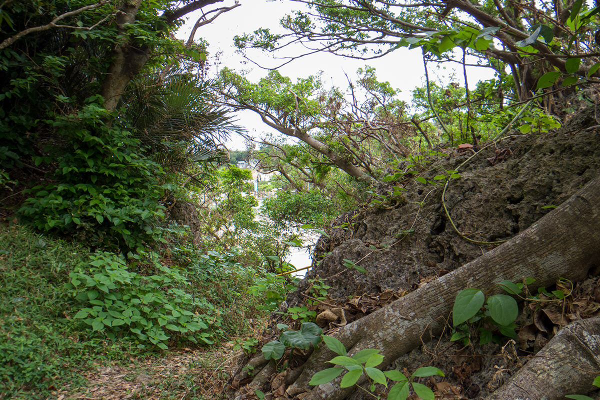 伊計島ビーチ近くの林