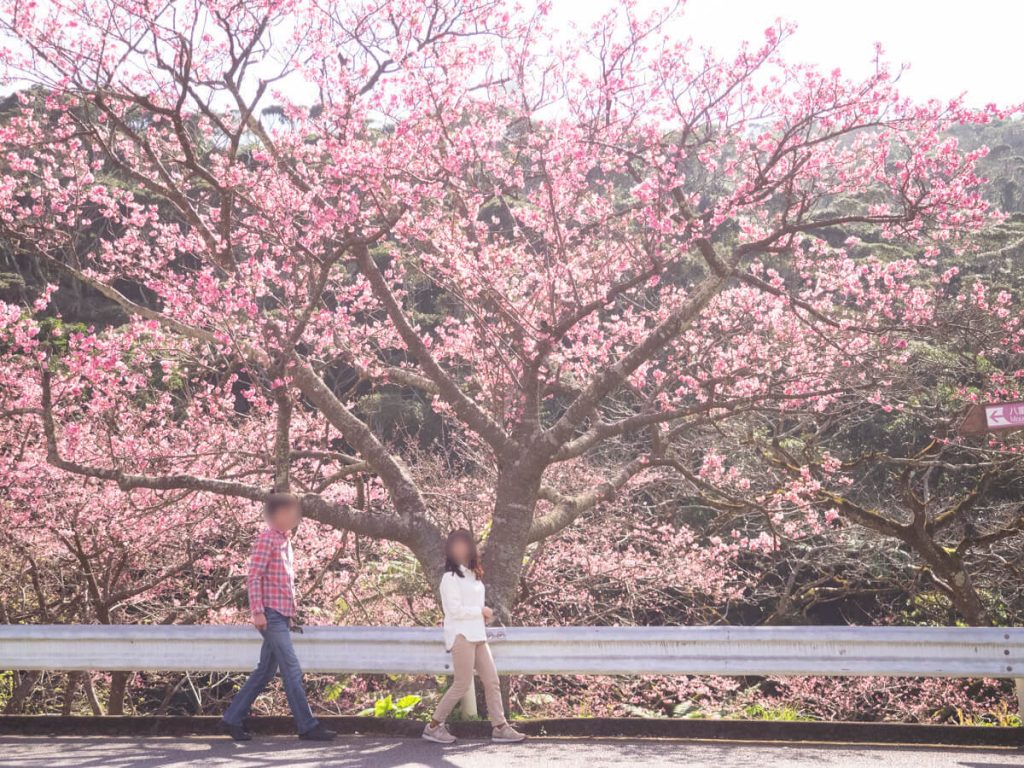 桜の道を歩く人々