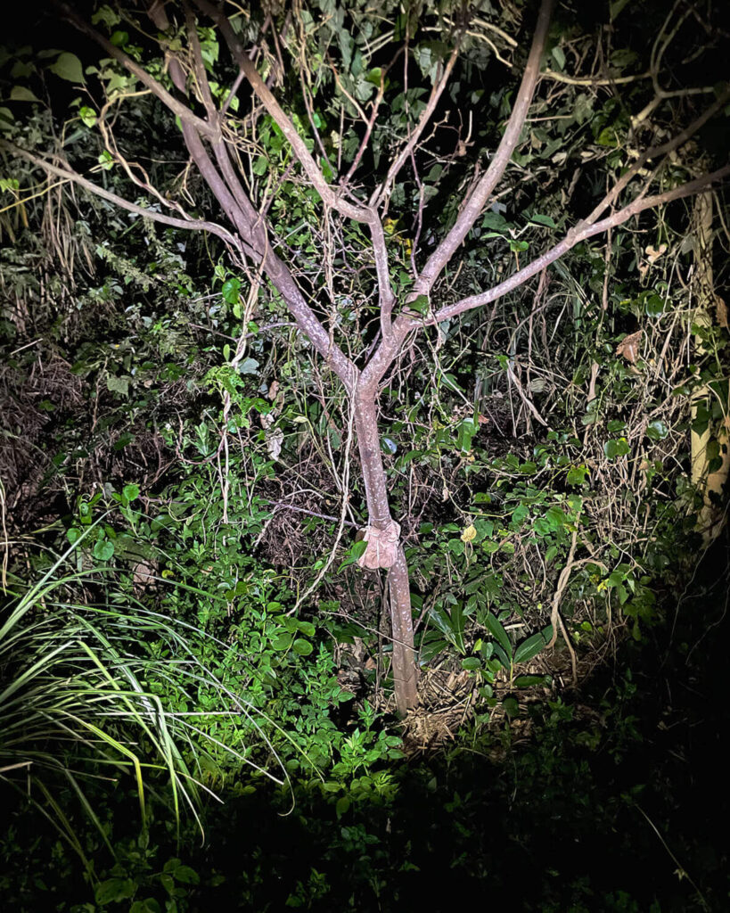 アカメガシワの木